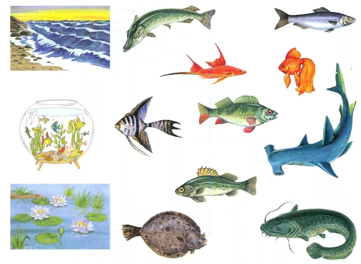 Пресноводные и аквариумные рыбы лексическая тема. Теремкова задания рыбы для детей. Речные рыбы для дошкольников. Речные рыбки для дошкольников.