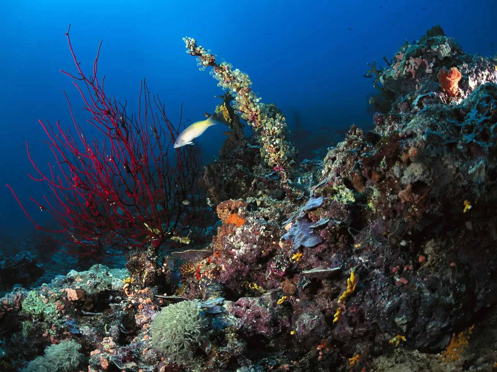 Подводный риф риф. Средиземное море рифы. Кораллы Средиземного моря. Подводный мир Каспийского моря. Подводные части океана