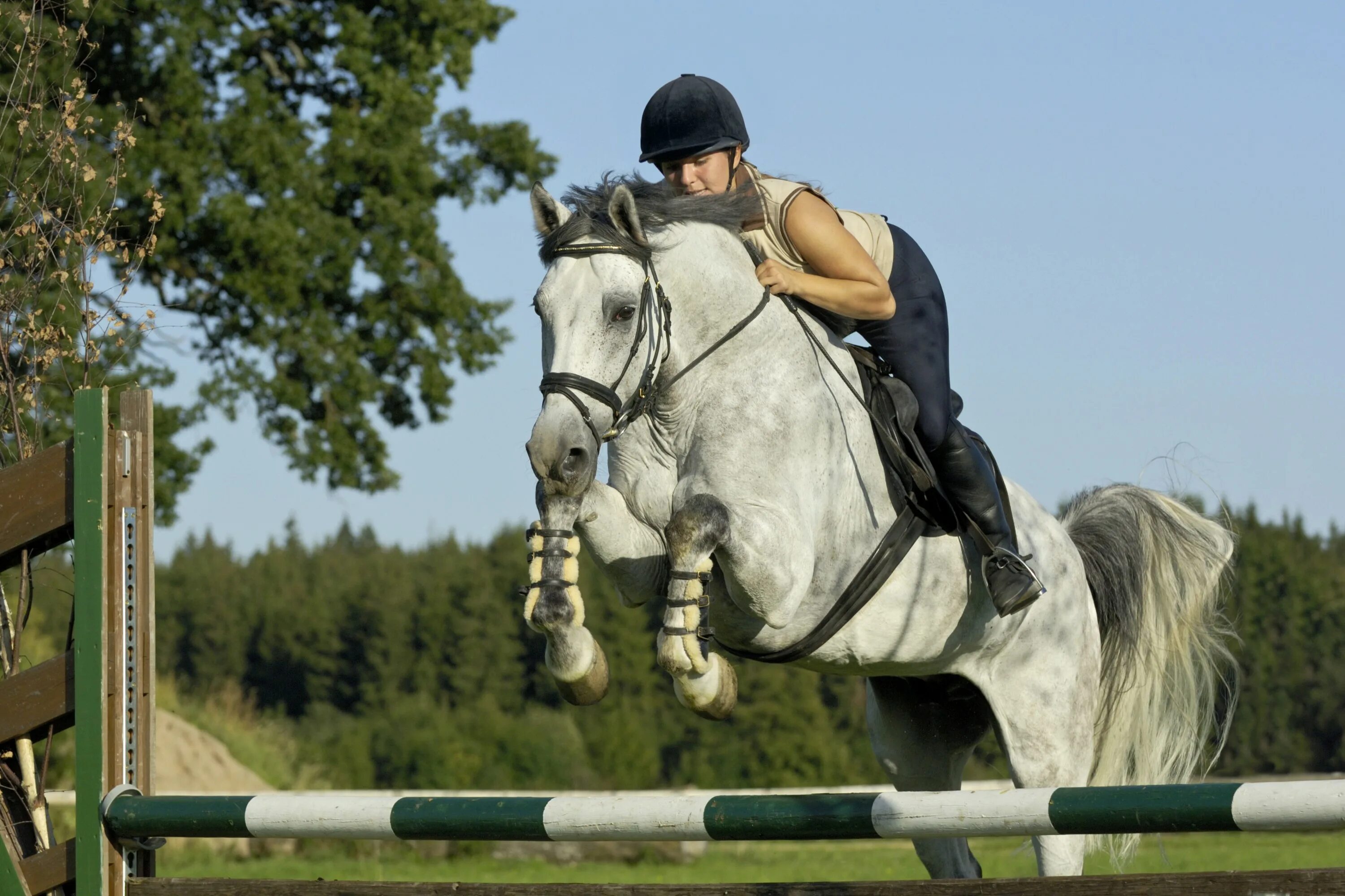 Эквестриан конный спорт. Лошадь прыгает. Спортивные лошади. Лошадь в прыжке.