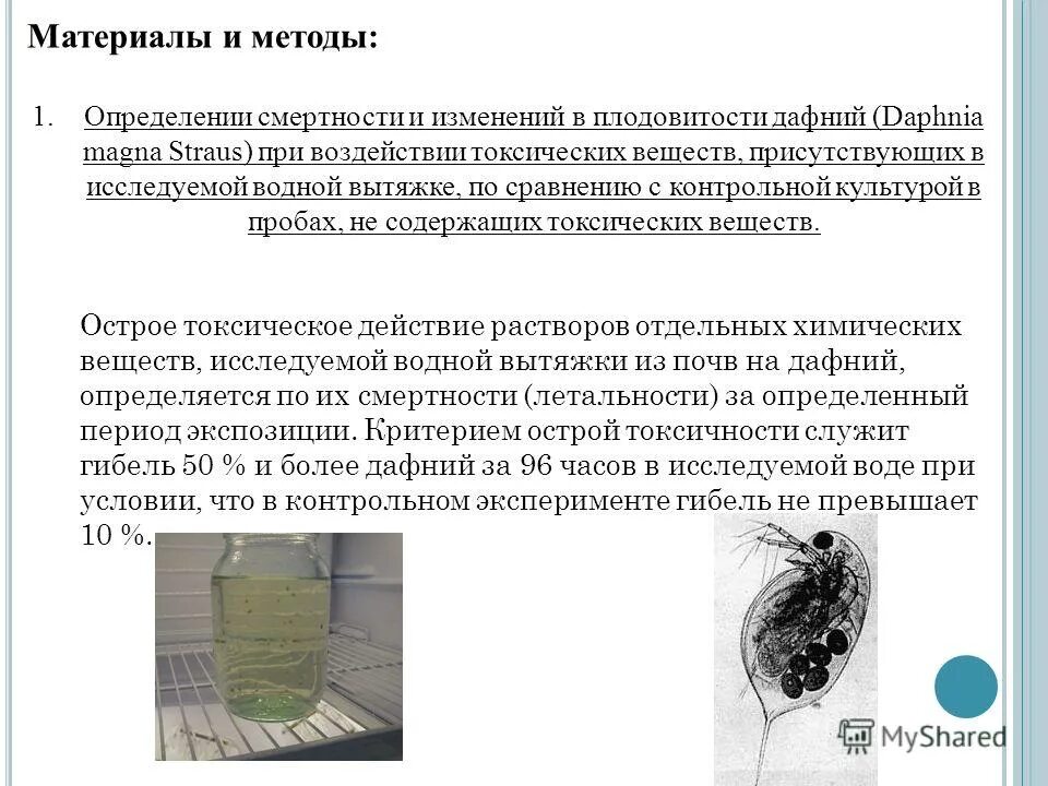 Daphnia magna в биотестировании. Эксперименты проводящие в настоящее время. Биотестирование донных отложений. Дафния магна биотестирование. Биотестирование на дафниях.