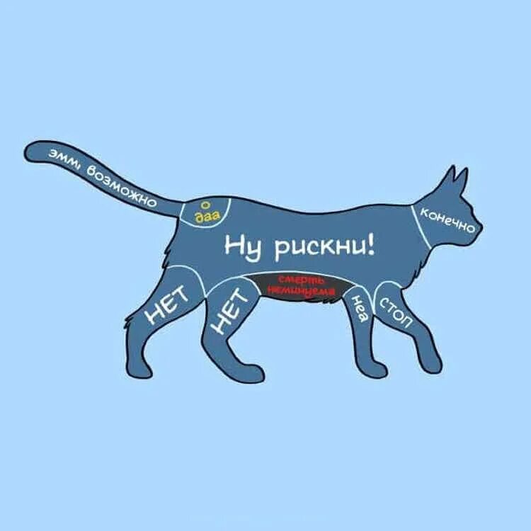 Как правильно гладить кошку. Где можно гладить кошта. где гладить кота. где можно гладить кошку. как правильно гладить кота.