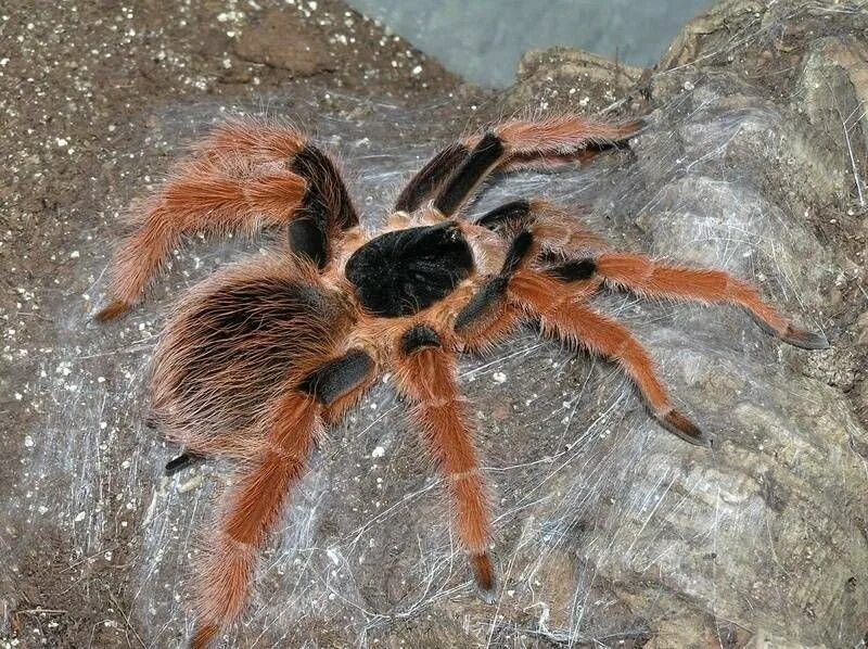 Tarantula The Size Of A Human Face Discovered Scoop News Sky News