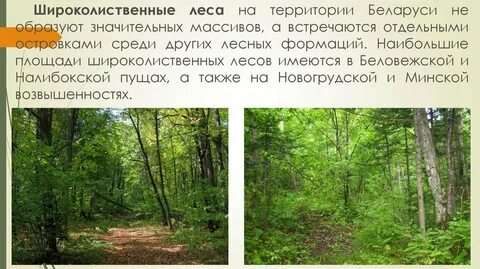 Почему широколиственный лес считают более устойчивой экосистемой
