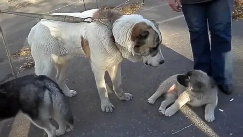 Алаба бои видео