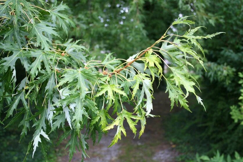Саженцы каштан зубчатый (Американский) Castanea dentata
