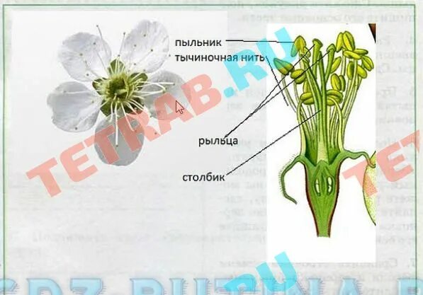 Функция рыльца у цветка. Какую функцию выполняет рыльце. Какую функцию выполняет рыльце у растений. Какую функцию в цветке выполняет рыльце. Тест по биологии 6 органы растений