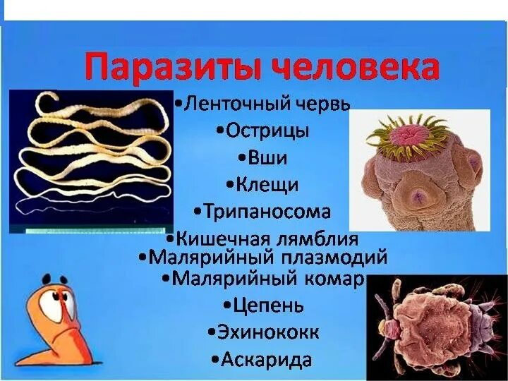 Органах чувств паразитических червей. Внутренние паразиты человека.