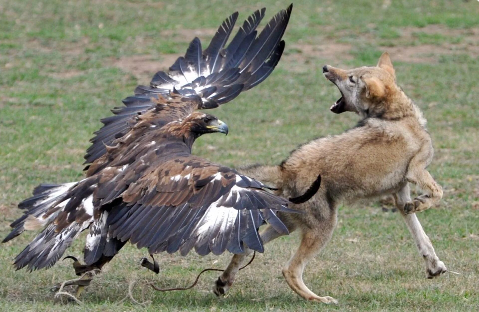 Нападение птицы. Охота Беркута на волка. Беркут Коршун Орел и лиса. Беркут vs Орел. Беркут нападает на волка.