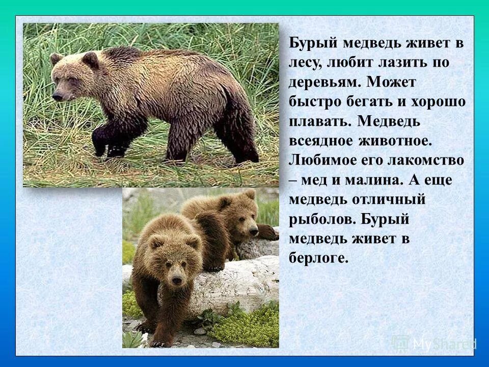 Медведь живет в степи. Описание медведя. Описание Бурава медведя. Описание медведя для детей. Рассказ о медведе.