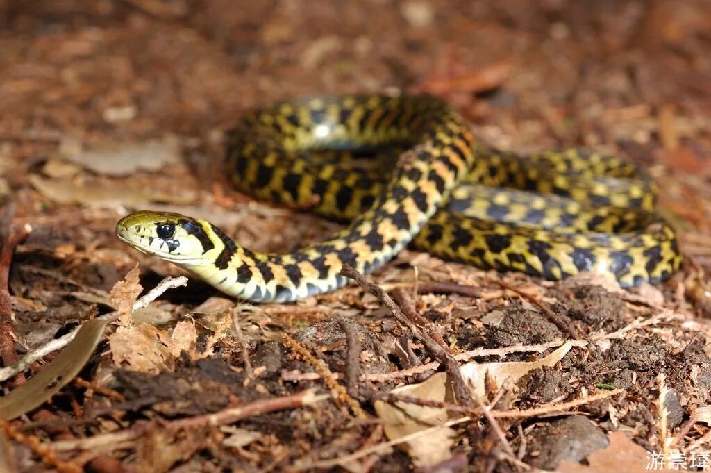 Тигровый полоз. Змея тигровый полоз. Rhabdophis tigrinus. Тигровый полоз Приморье.