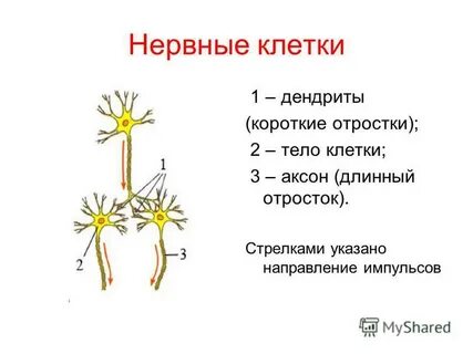 Короткий отросток нервной