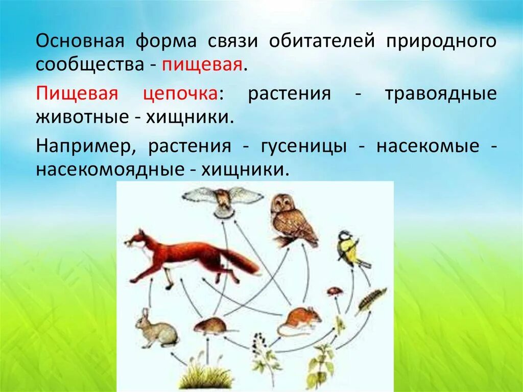 Естественные сообщества окружающий мир 3 класс. Природные сообщества. Обитатели природных сообществ. Цепь питания природного сообщества. Пищевые связи в природных сообществах.