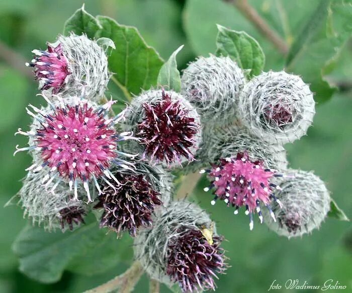 Репейник сухой. Репейник лопух колючки. Репейник стример. Семена которые цепляются к одежде. Приспособление репейника.