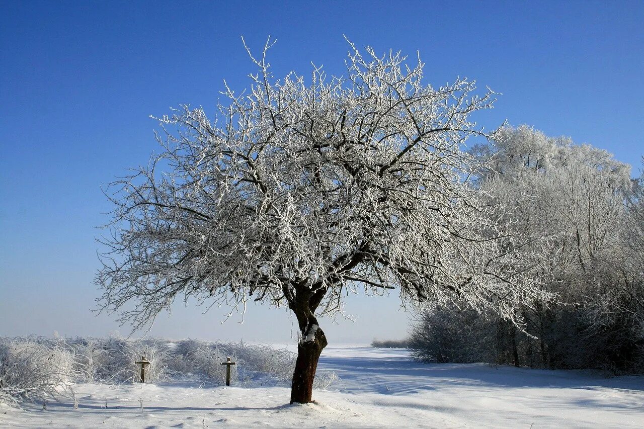 Дерево растет зимой. Красивое развесистое дерево зимой. Что растет зимой на деревьях. Дерево каторое растёт зимой. Красивое развесистое дерево зимой старшая группа рисование.