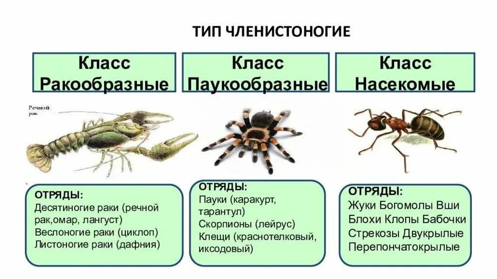 Пауки непрямое развитие. Членистоногие ракообразные паукообразные насекомые. Классы членистоногих 7 класс биология. Биология 7 класс Членистоногие паукообразные. Представители членистоногих 7 класс.