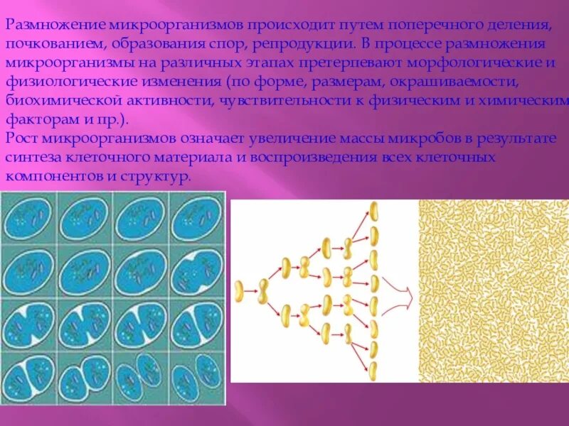 Размножение путем спор. Размножение бактерий. Размножение микроорганизмов. Процесс размножения бактерий. Деление микроорганизмов.