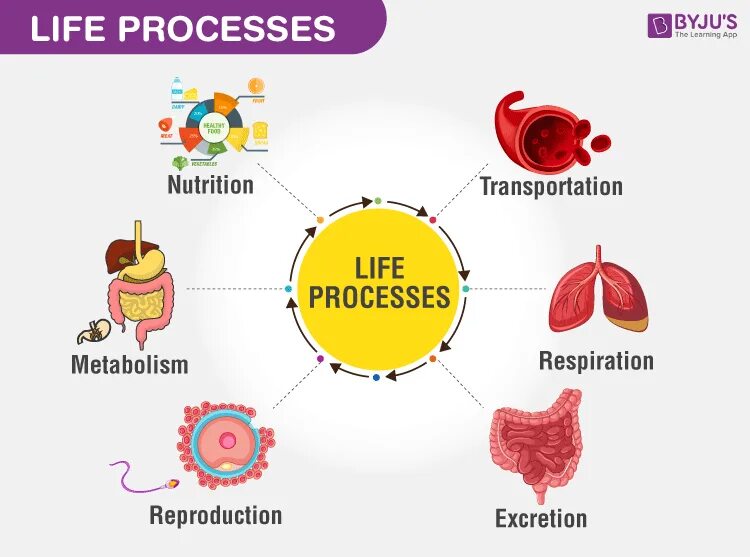 Processes of Life. Seven Life process. Life processes in Plants. Biology in Life. Life processes