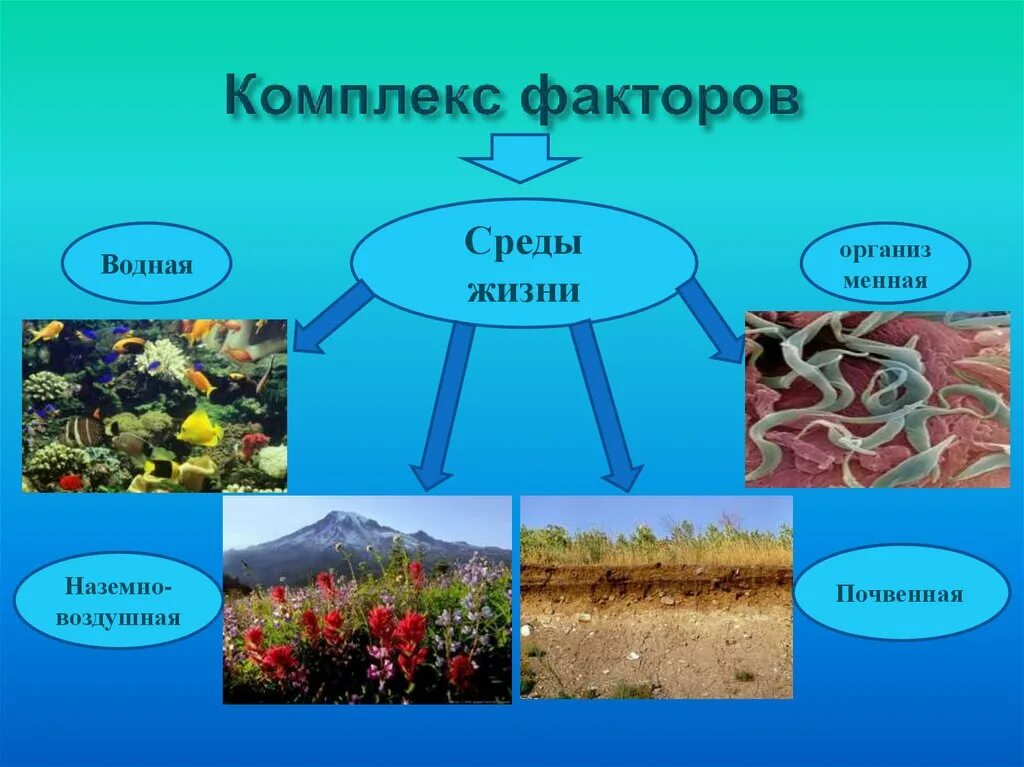 Характеристика комплекса экологических условий среды. Водная среда жизни. Комплекс экологических факторов. Среда жизни водная наземно- воздушная почвенная организм. Экологические факторы в наземно-воздушной среде жизни.