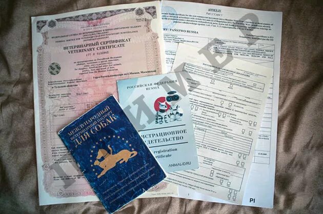 Какие документы должны быть у щенка. Щенячья метрика ркф. Метрика щенка. Щенячья карточка, метрика щенка. Какие документы должны быть у щенка.