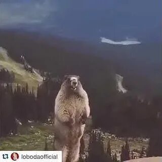Кричащий бобер видео
