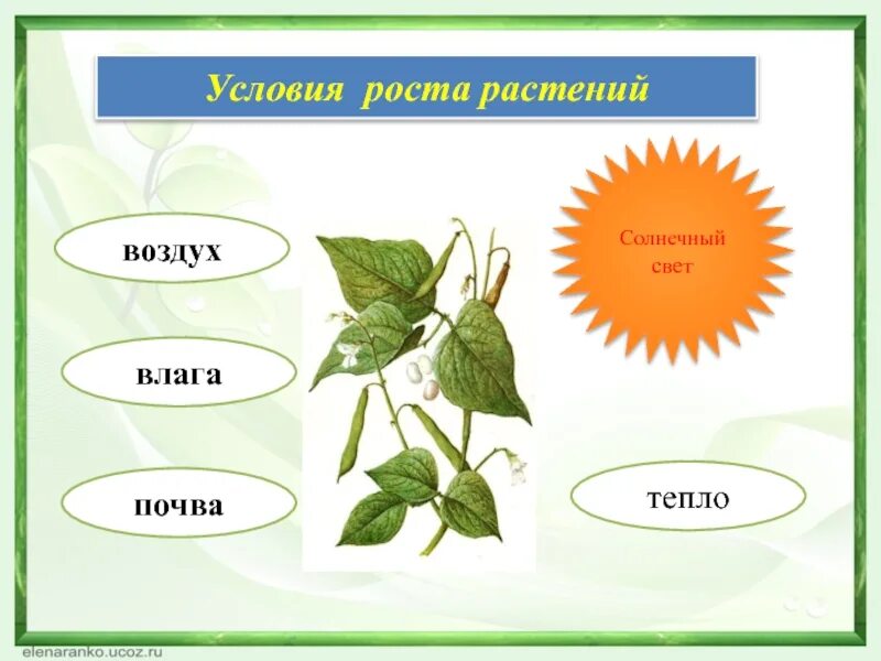 Условия роста растений. Схема роста растения. Тепло для роста растений. Что нужно для роста растений.