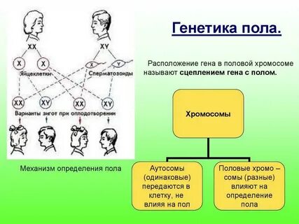 От кого передается характер ребенку