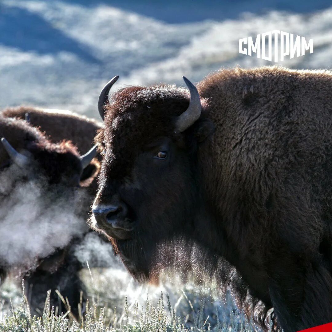 Зубр исчезающий вид. Белоруссия беловежская пуща зубр. Кавказский биосферный заповедник зубр. Зубр и бизон. Зубр (европейский бизон).