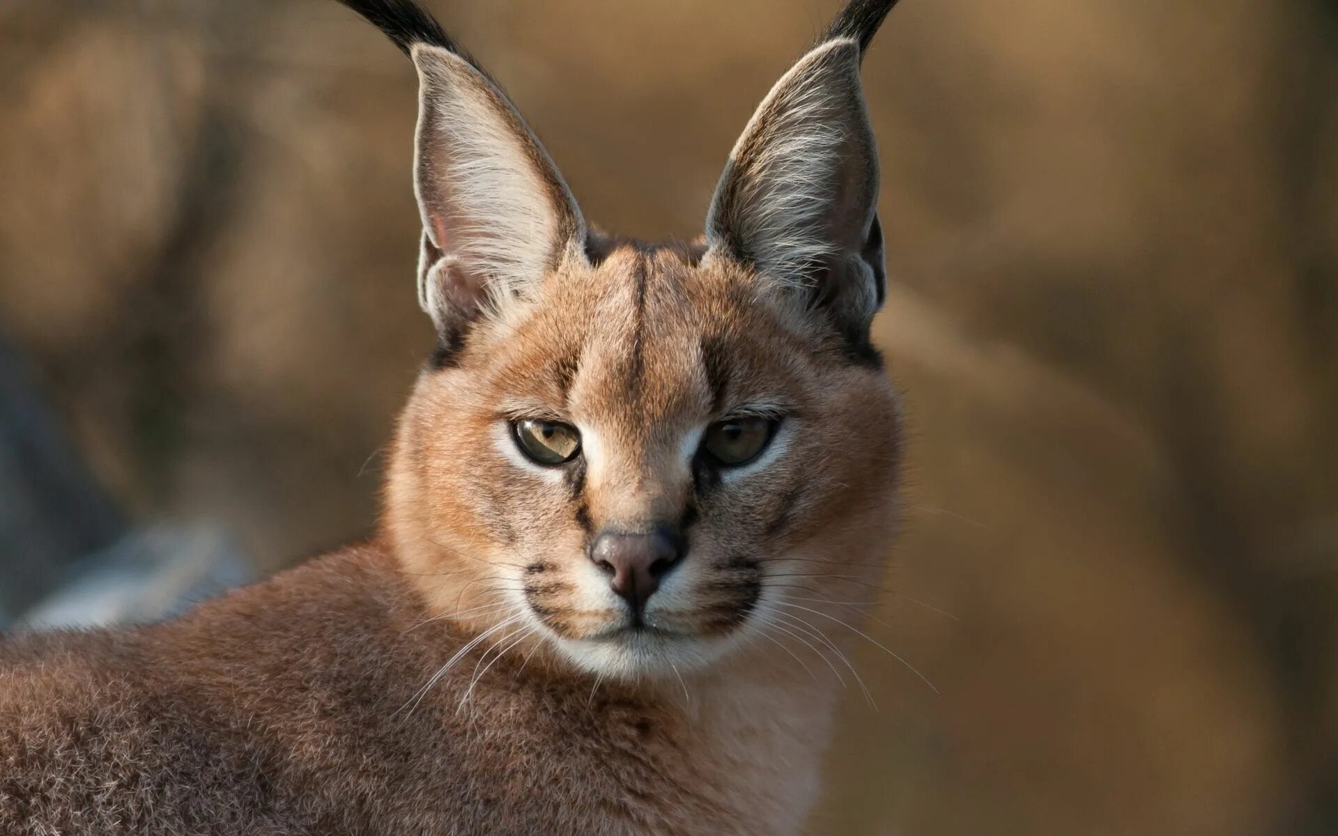 Le caracal, la plus mignonne espèce de chat? - 2Tout2Rien Cutest cats ever, Beau