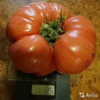 Семена помидор авито