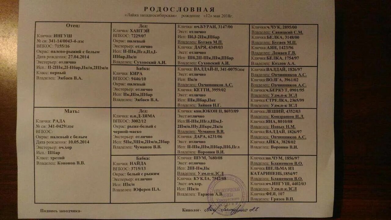 Клички охотничьих собак кобелей лаек западно сибирских. Клички охотничьих собак кобелей. Клички охотничьих собак кобелей лаек западно сибирских. Лайка западно-сибирская имена. Клички зсл девочек.