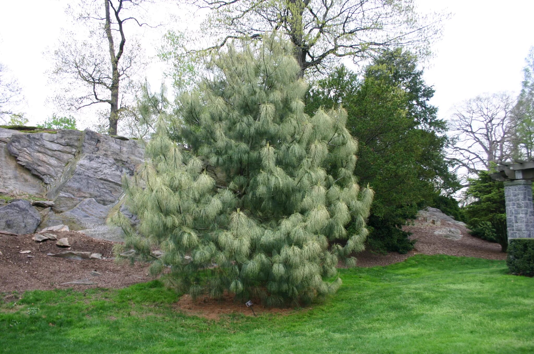 Кедр в подмосковье