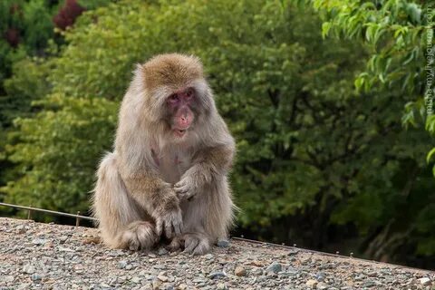 Monkey park