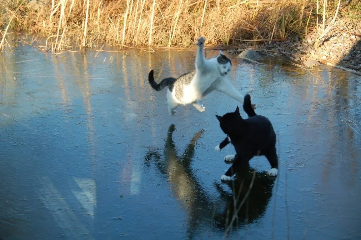 Кошка на льду. Коты на озере. Кошка у озера. Кошачье озеро. Кошки в озерах