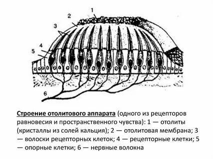 Отолиты