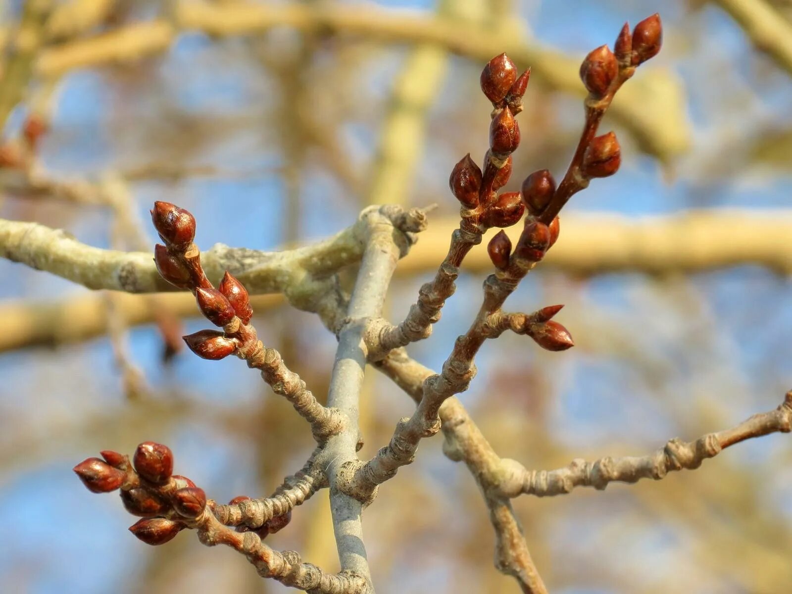 Набухла почка. Набухла почка. Набухла почка. Набухла почка. Смородиновый почковый клещ.