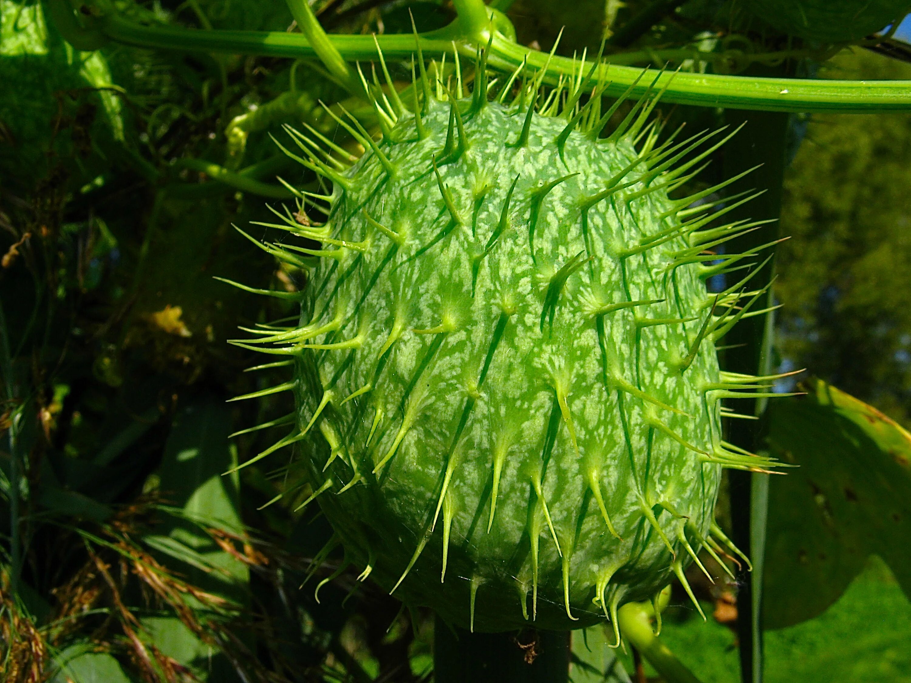 Бешеный огурец экбалиум. Вьюн бешеный огурец семена. Бешеный огурец видео. Эхиноцистис лопастный бешеный огурец. Эхиноцистис (дикий огурец).