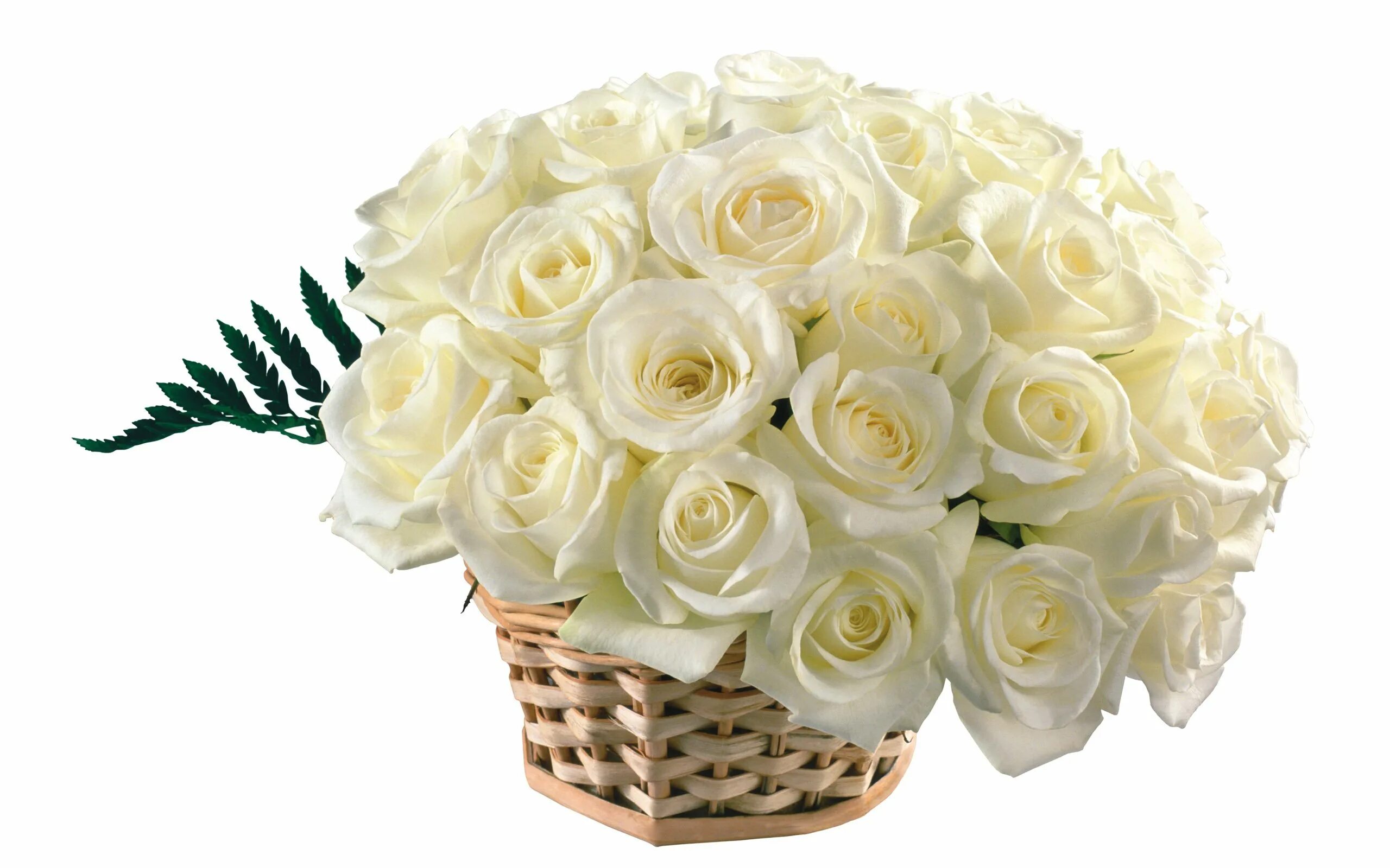 Вайт Роуз букет. Красивый букет роз. Белые розы. Букет белых роз. Красивые белые букеты цветов