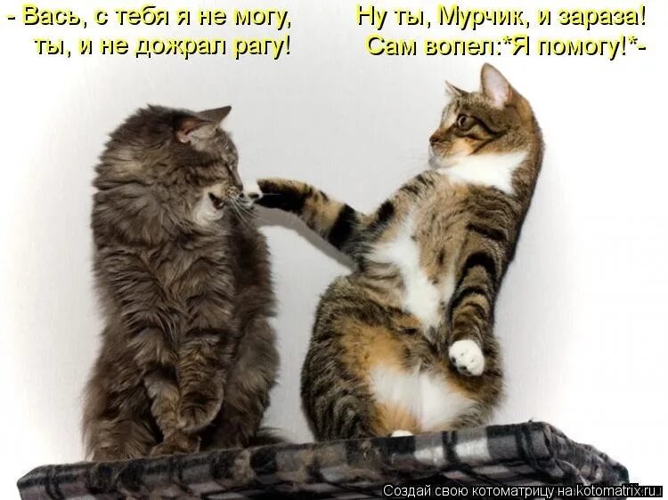 Зараза зараза перейди на федота. Смешная сосиска. Покажи смешные картинки. Кошки юмор. Покажи смешные картинки.
