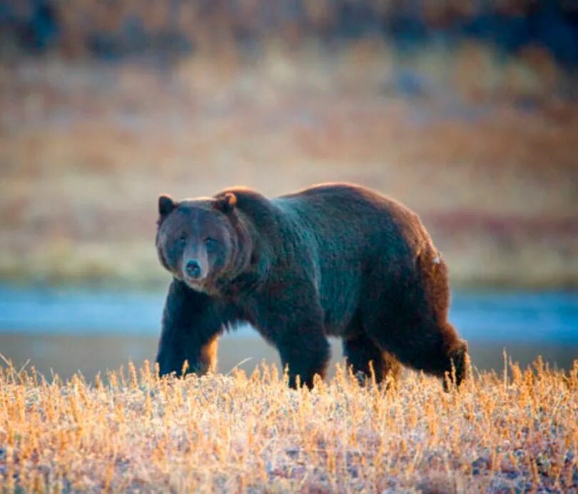 На каких обитают медведи гризли. Гризли североамериканский бурый медведь. Медведи Гризли Йеллоустоун. Йеллоустонский парк медведь Гризли. Северная Америка медведь Гризли.