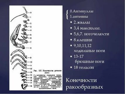 Ходильные ноги 2