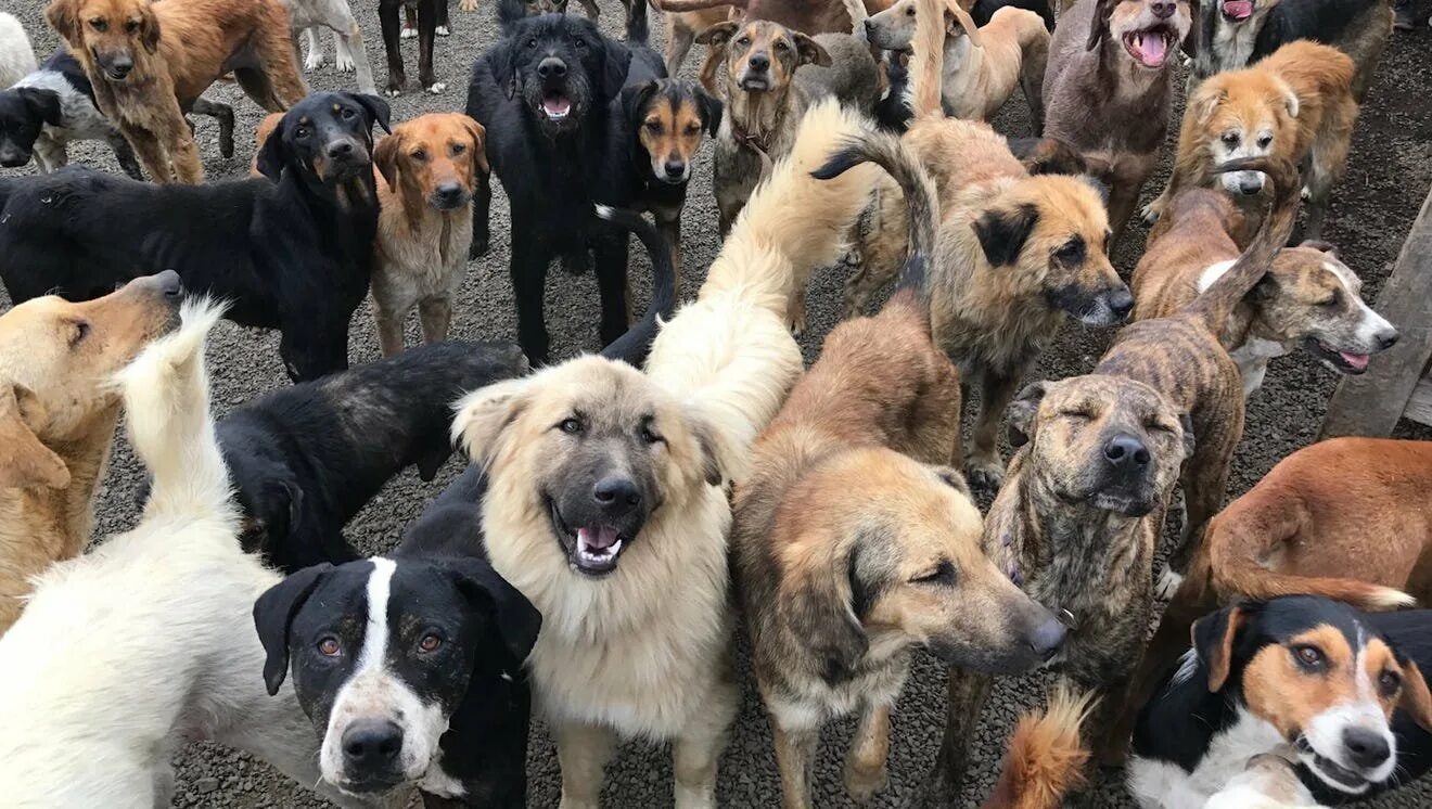 Много собак. Толпа собак. Много собак разных пород. Много щенков.