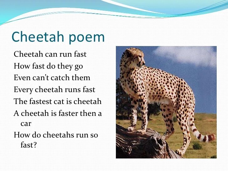 Cheetah на английском. Описание гепарда на английском. About Cheetah for Kids. Cheetah facts.