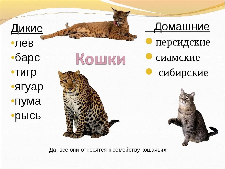 Слова породы кошек. Представители кошачьих. Семейство кошачьих для детей. Кошачьи животные названия. Семейство кошачьих по названию.
