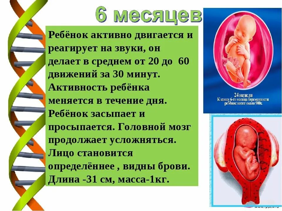 На каком сроке беременности начинает шевелиться ребёнок. Во сколько недель шевеления. Во сколько начинает шевелиться ребенок. Во сколько месяцев шевелится ребенок. На какой недели начинает пинаться