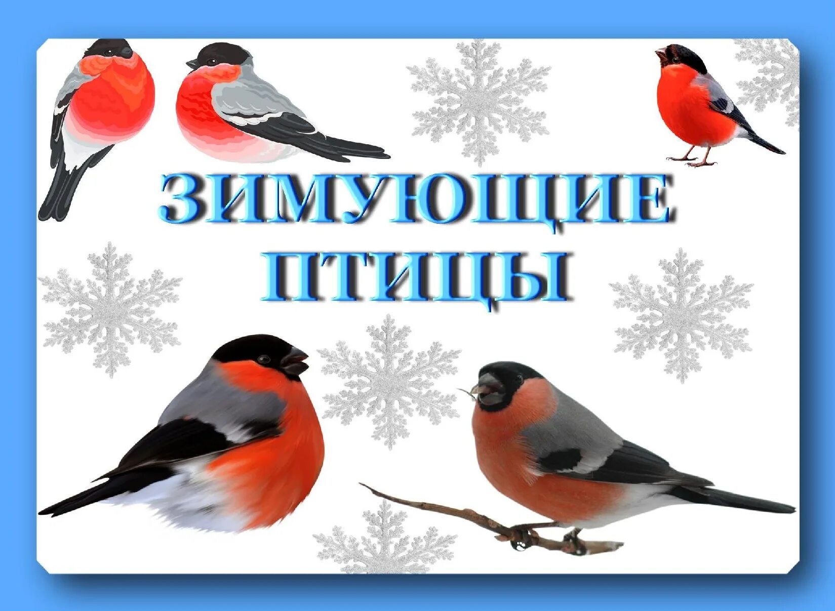 Проект зимующих птиц 2 3 года Проект птицы наши друзья