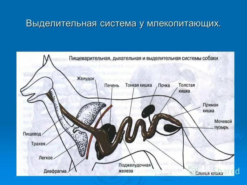 Схема выделительной системы млекопитающих 7 класс. Строение выделительной системы млекопитающих. Половая система млекопитающих схема. Выделительная система млекопитающих схема. Женская половая система млекопитающих