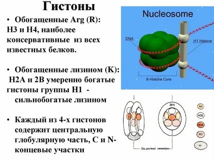Белков хроматина