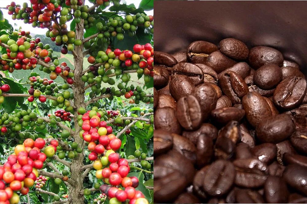 Кофейные плоды. Кофейное дерево Аравийское Coffea Arabica. Эксцельза кофе. Зерна Эксцельза. Либерика и Эксцельза зерна.