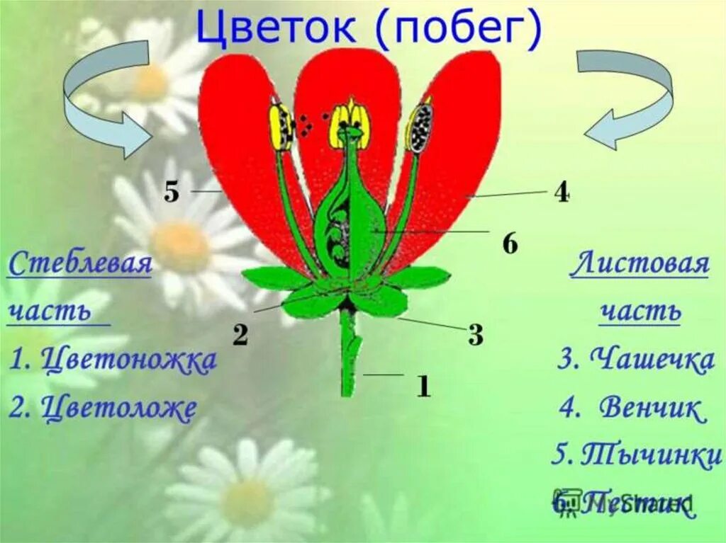 Строение цветка. Цветок строение цветка. Стеблевые части цветка. Строение цветка биология.