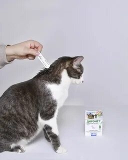 Кота 0 5